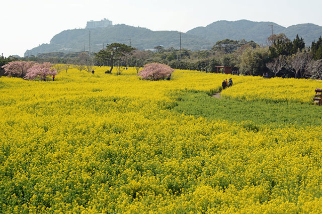 愛知県田原市「伊良湖菜の花ガーデン」 なっちの丘から見たメイン会場西側