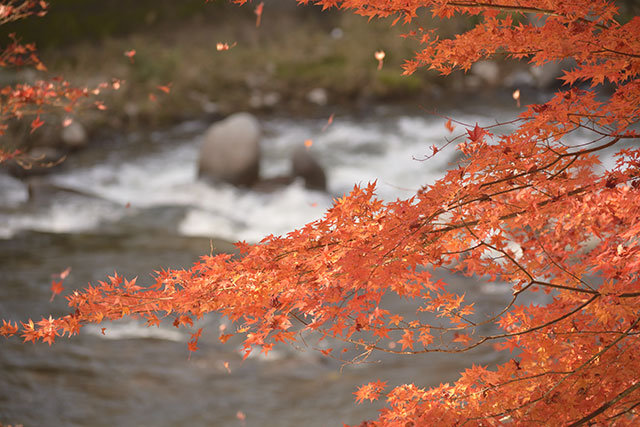 香嵐渓の紅葉 風に散る紅葉